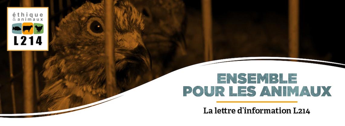 Nouvelle enquête dans un élevage de cailles de la Drôme