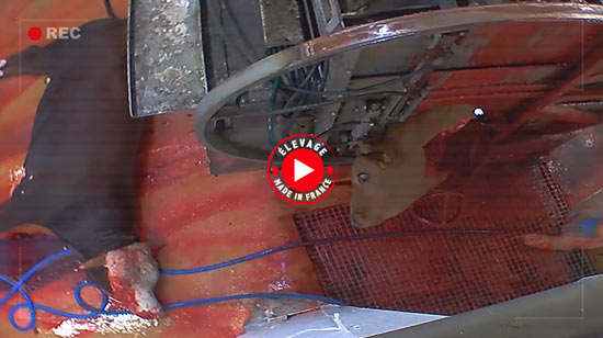 Enqu&ecirc;te &agrave; l'abattoir d'Al&egrave;s