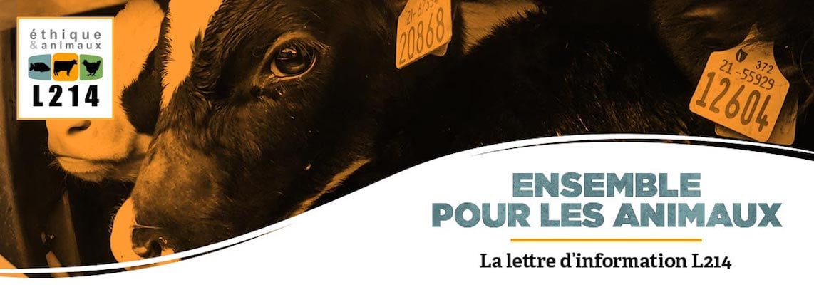 Nouvelle enquête sur le transport des veaux nourrissons