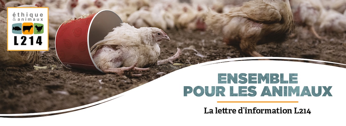 Nouvelle enquête sur l'élevage des poulets