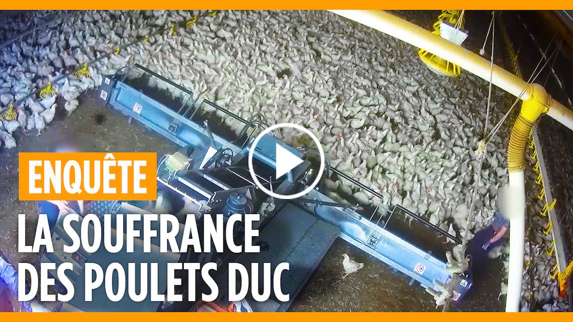Nouvelle enquête sur l'élevage des poulets DUC