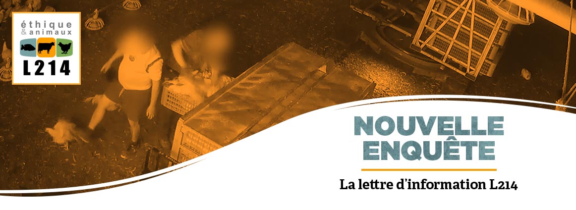 Nouvelle enquête sur l'élevage des poulets DUC