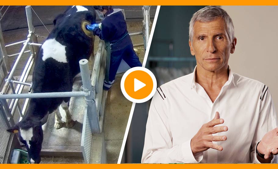 vaches à hublot