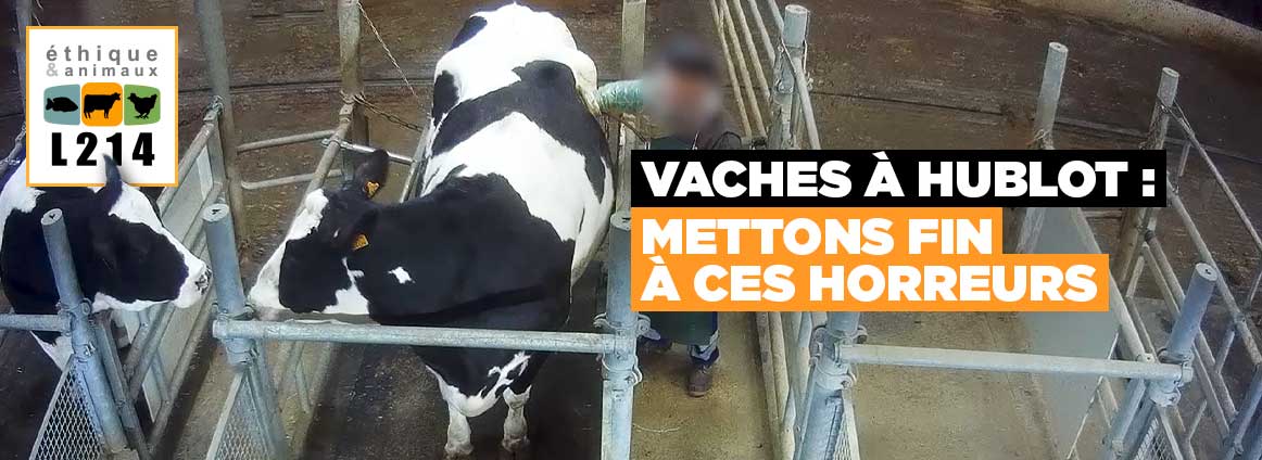 Vaches à hublots : mettons fin à ces horreurs