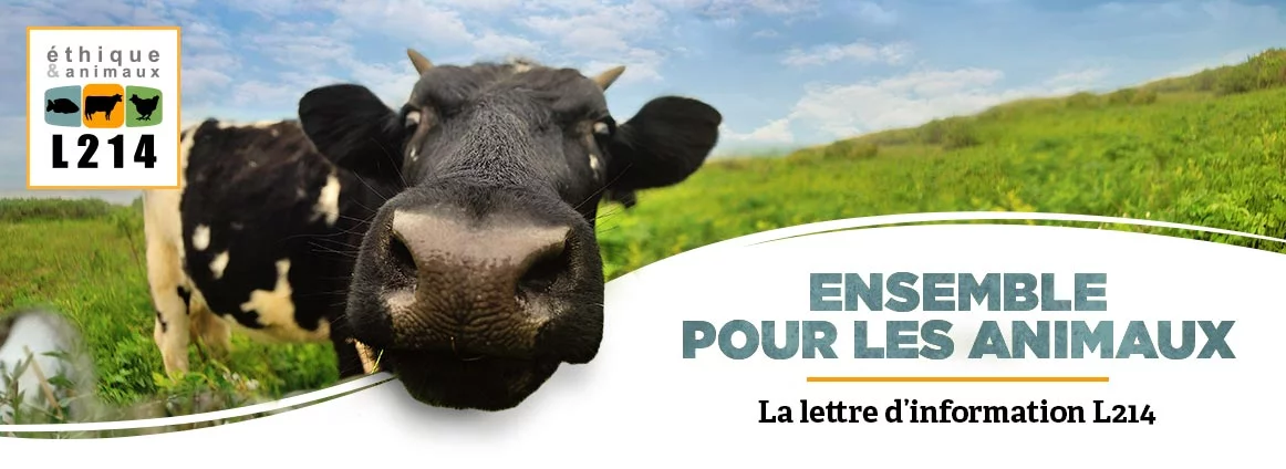 Lettre d'info L214