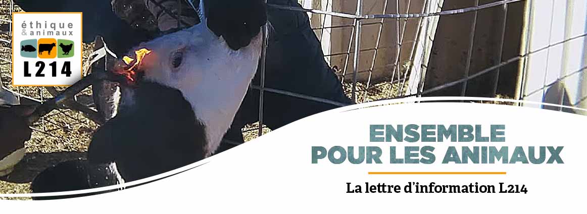 Lettre d'info L214