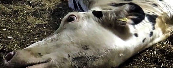 Extrait de l'enquête de Soko Tierschutz