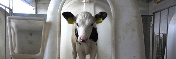 Un veau en case individuelle