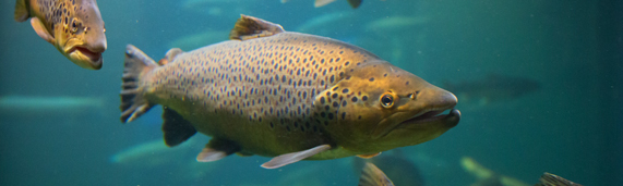 Les poissons sont des &ecirc;tres sensibles