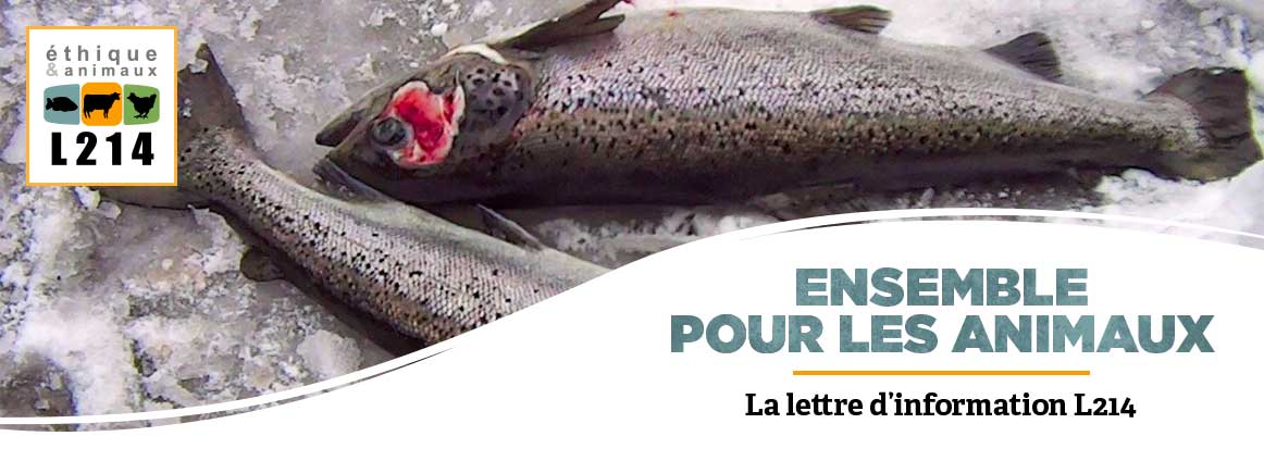 Lettre d'info L214