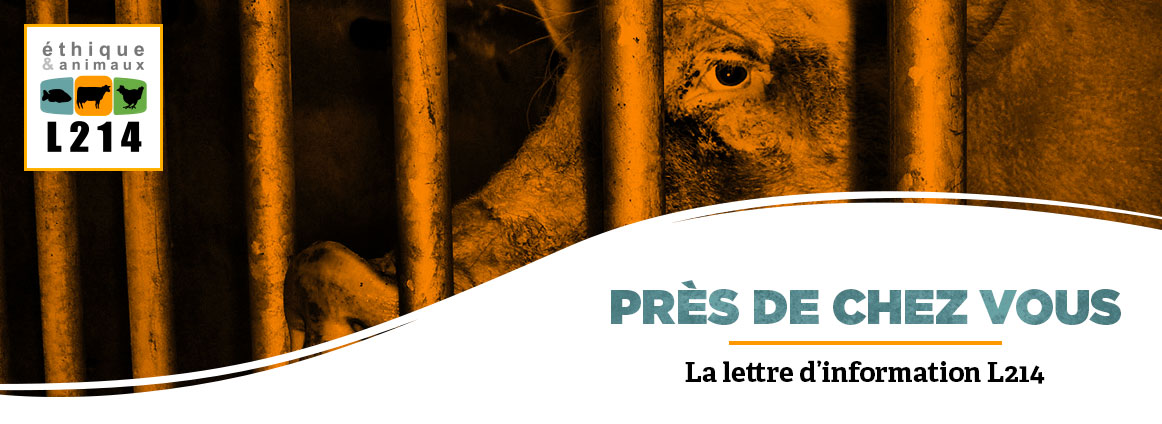 Lettre d'info L214