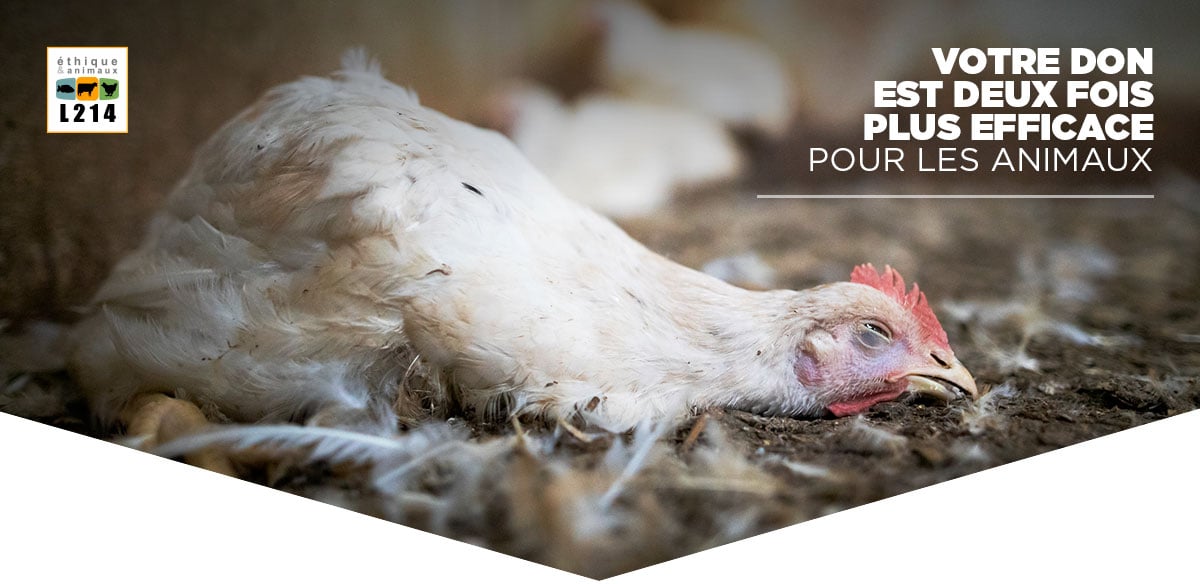 Votre don est deux fois plus efficace pour les animaux