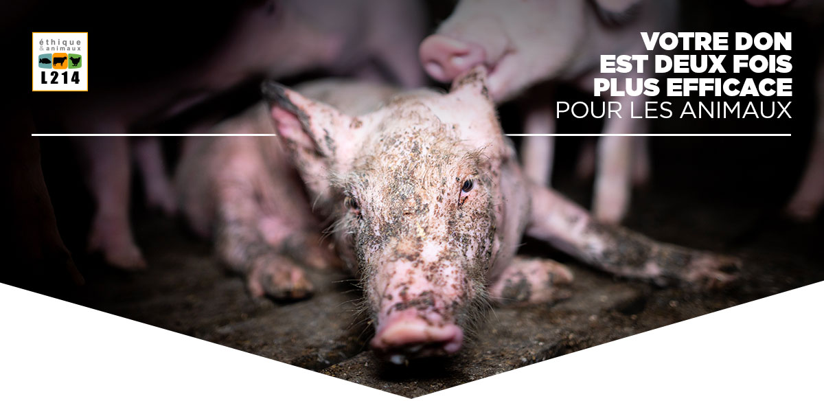 Votre don est deux fois plus efficace pour les animaux