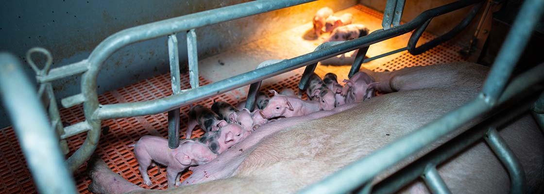 Une mère et ses petits en cage