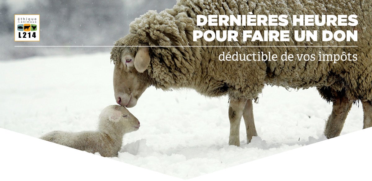 Dernières heures pour faire un don déductible de vos impôts