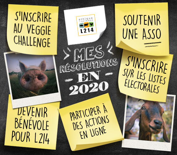 De bonnes résolutions pour les animaux