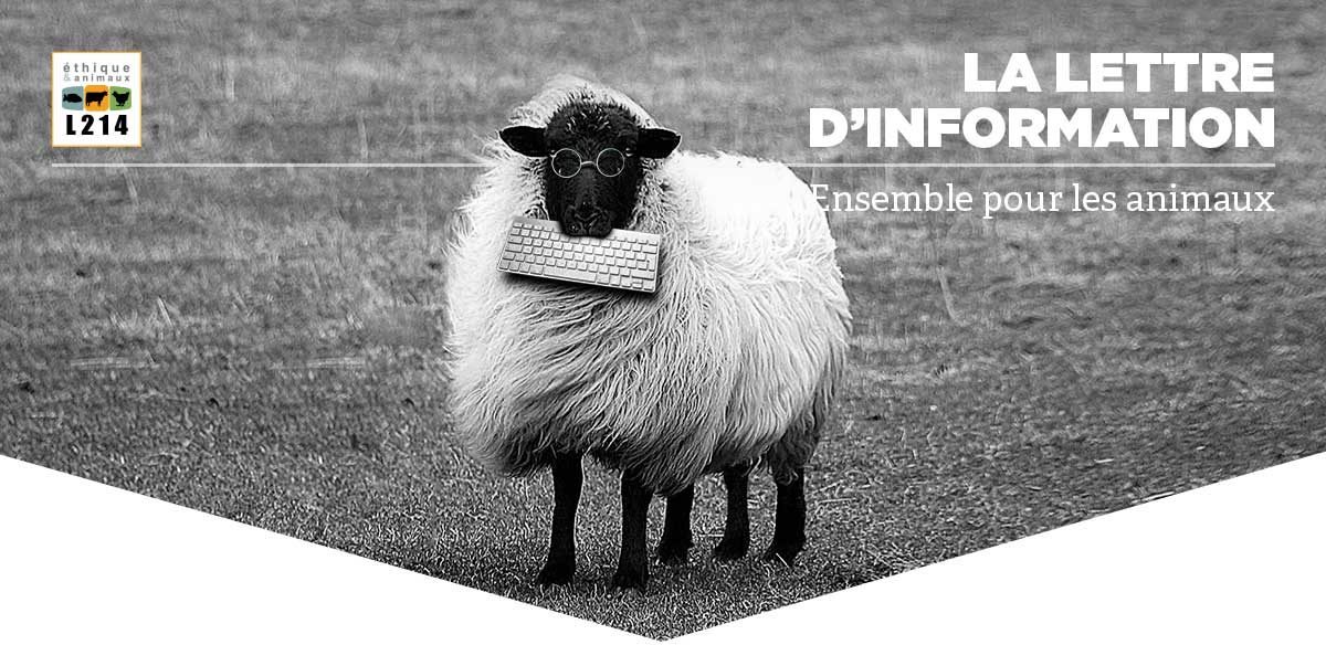 Lettre d'info L214