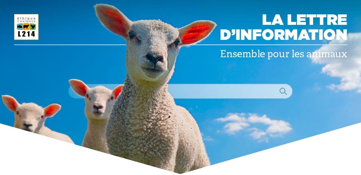 Lettre d'info L214