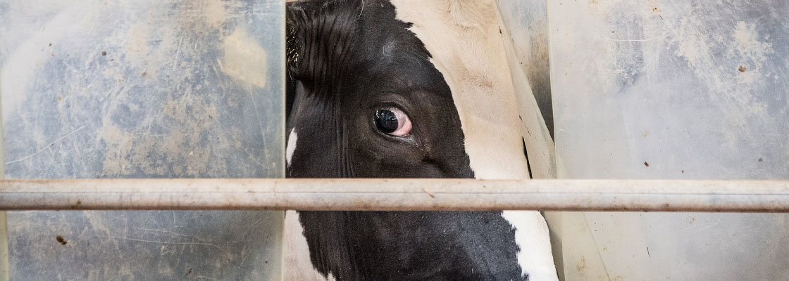 L'exploitant de la ferme des 1000 vaches condamné