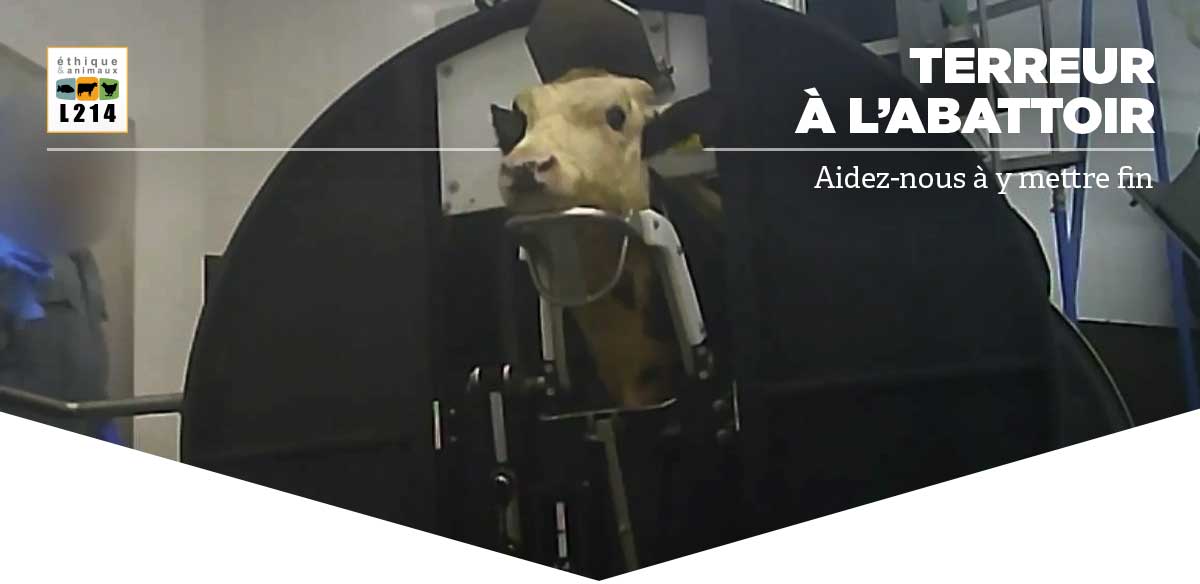 Terreur à l'abattoir, aidez-nous à y mettre fin