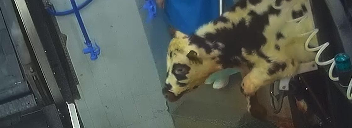 Les animaux vivent l'enfer dans cet abattoir