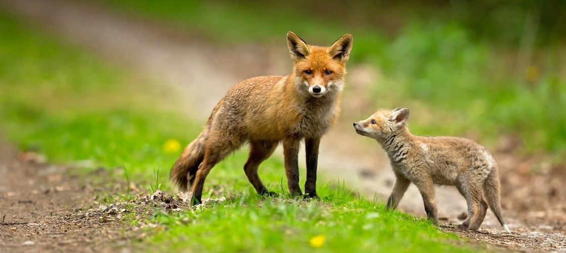Renards