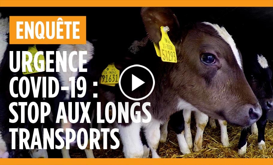 Vidéo transport veaux