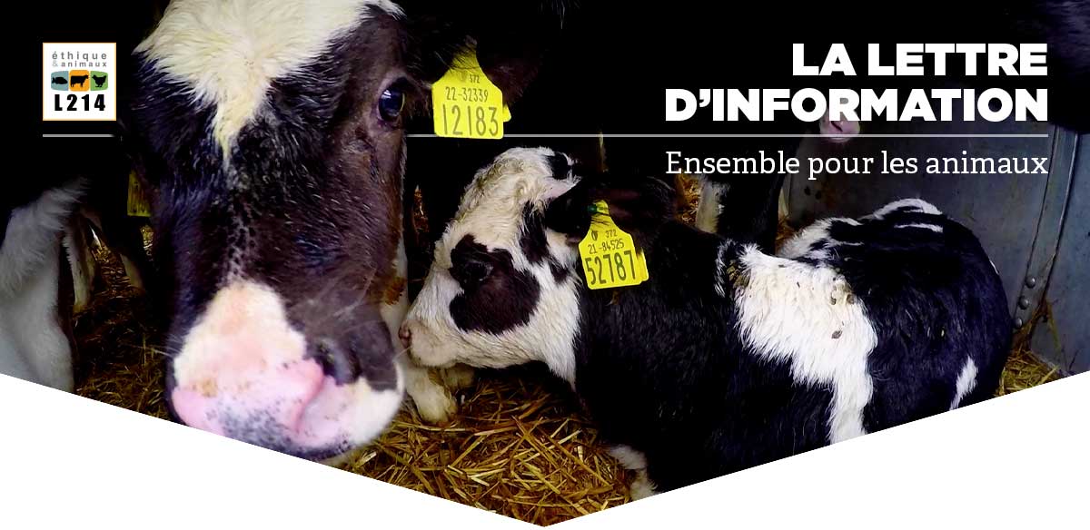 Lettre d'info L214