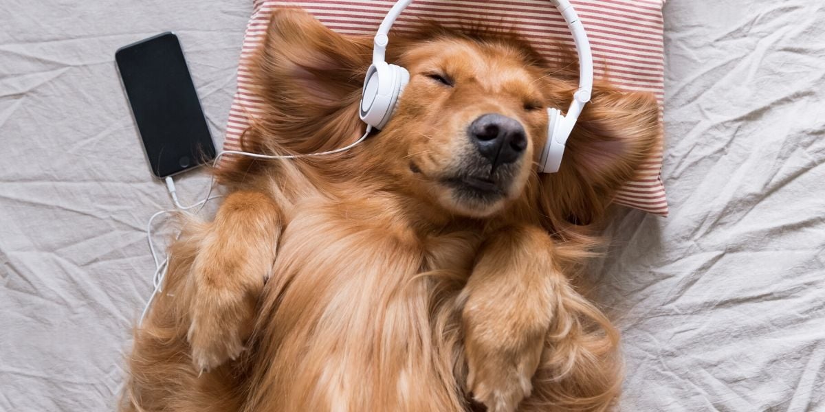 Un chien qui écoute un podcast