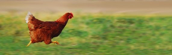 Rejoindre les Actions Express pour les animaux