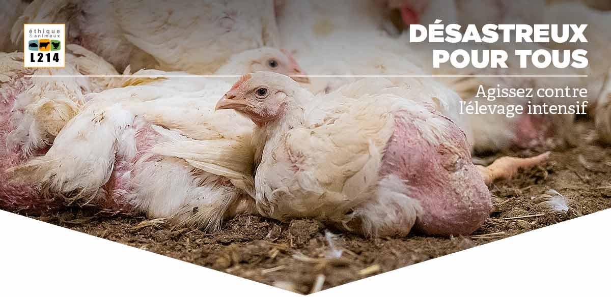 Crise saniataire COVID-19, ne laissons pas tomber les animaux