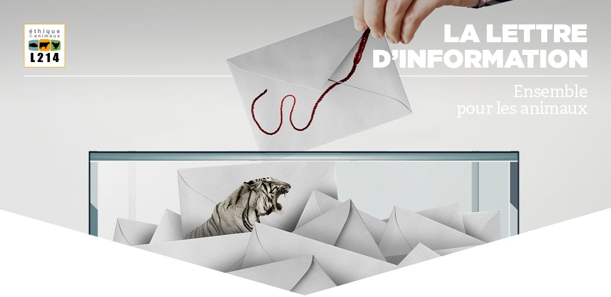 Lettre d'info L214