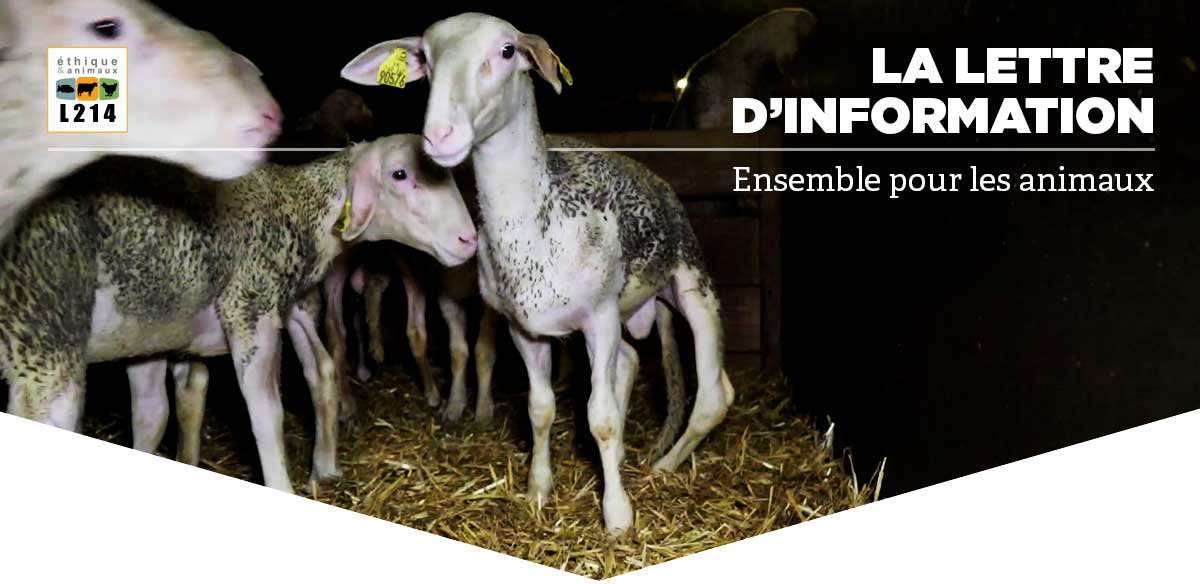 Lettre d'info L214