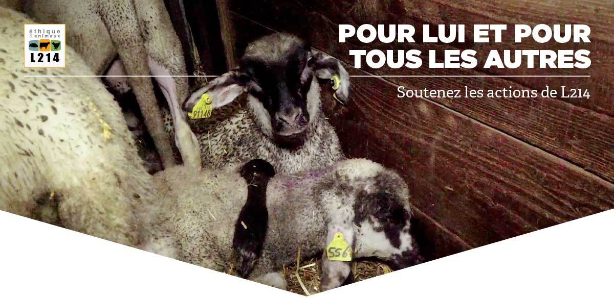 Pour lui et pour tous les autres, soutenez les actions de L214