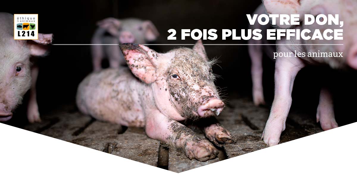 Votre don, 2 fois plus efficace pour les animaux