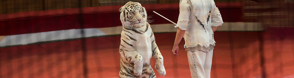 Pétition pour des cirques sans animaux