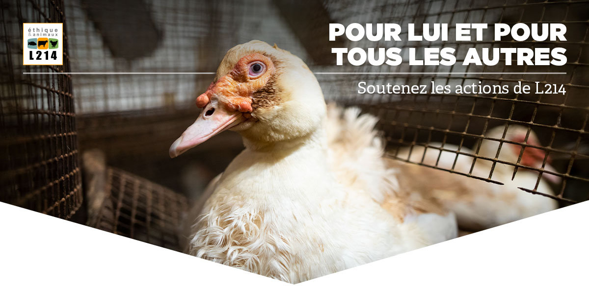 Pour lui et pour tous les autres, soutenez les actions de L214