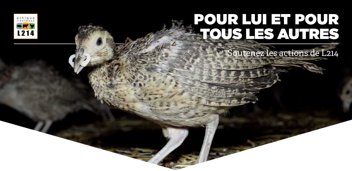Pour lui et pour tous les autres, soutenez les actions de L214