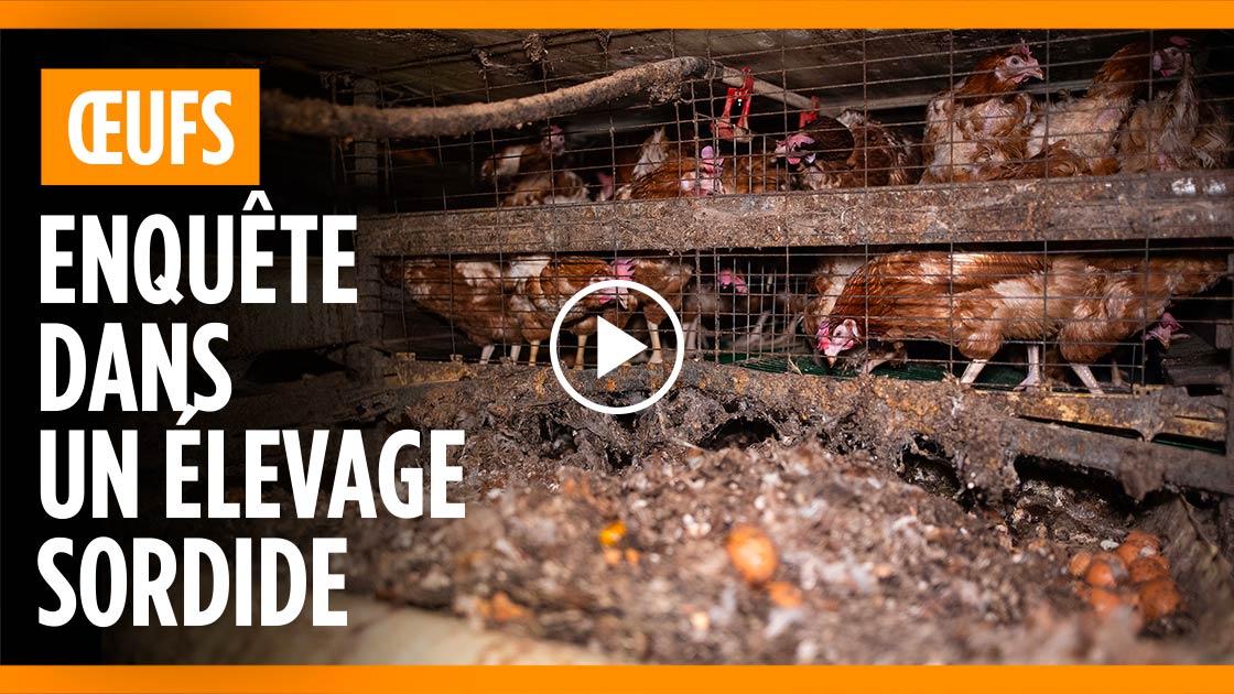 les poules du Domaine du Mesnils Saint Martin