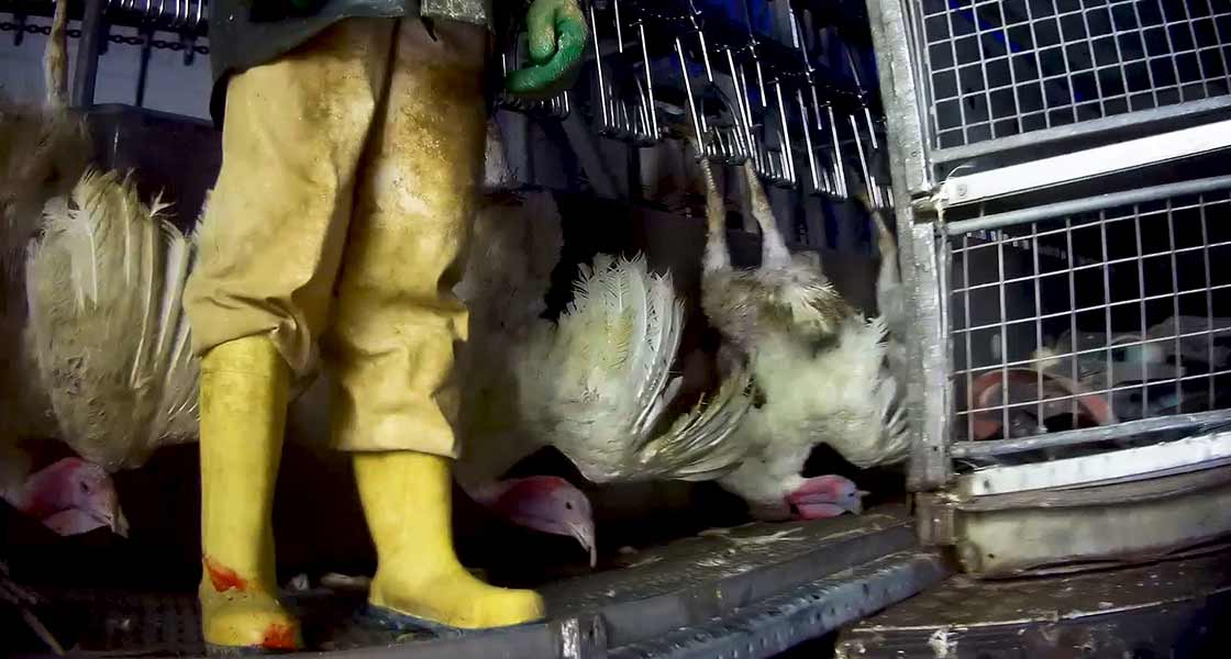 Les dindes à l'abattoir