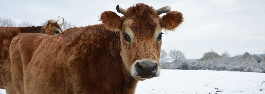 une vache dans la neige