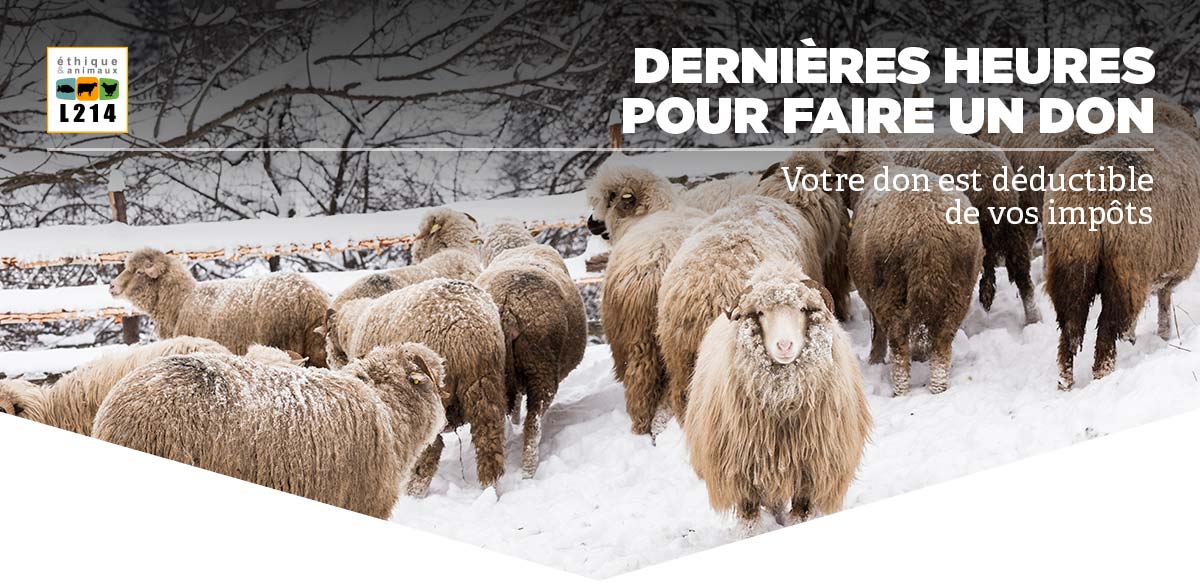 Dernières heures pour faire un don déductible de vos impôts
