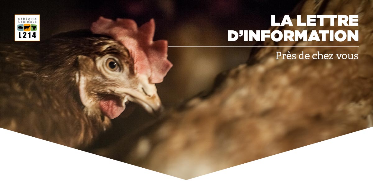 Lettre d'info L214