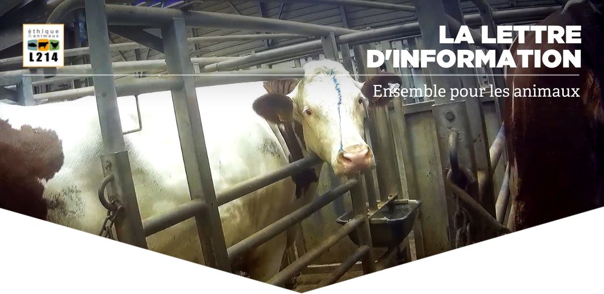 Lettre d'info L214