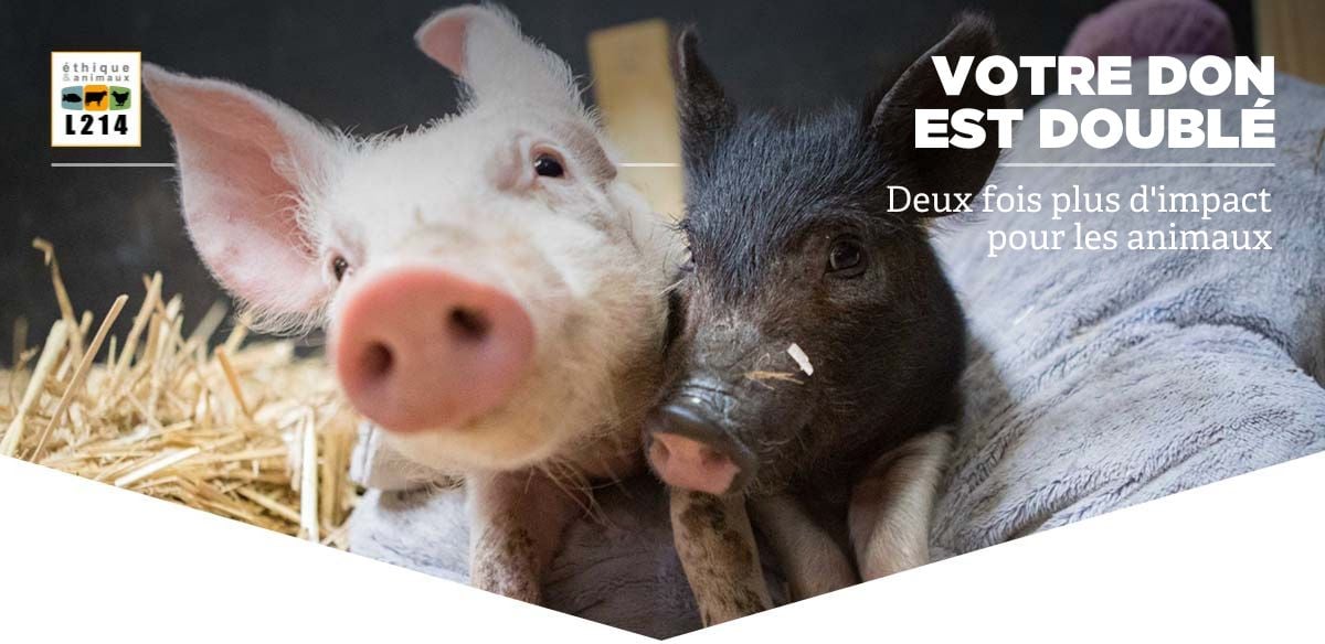 Votre don, 2 fois plus efficace pour les animaux