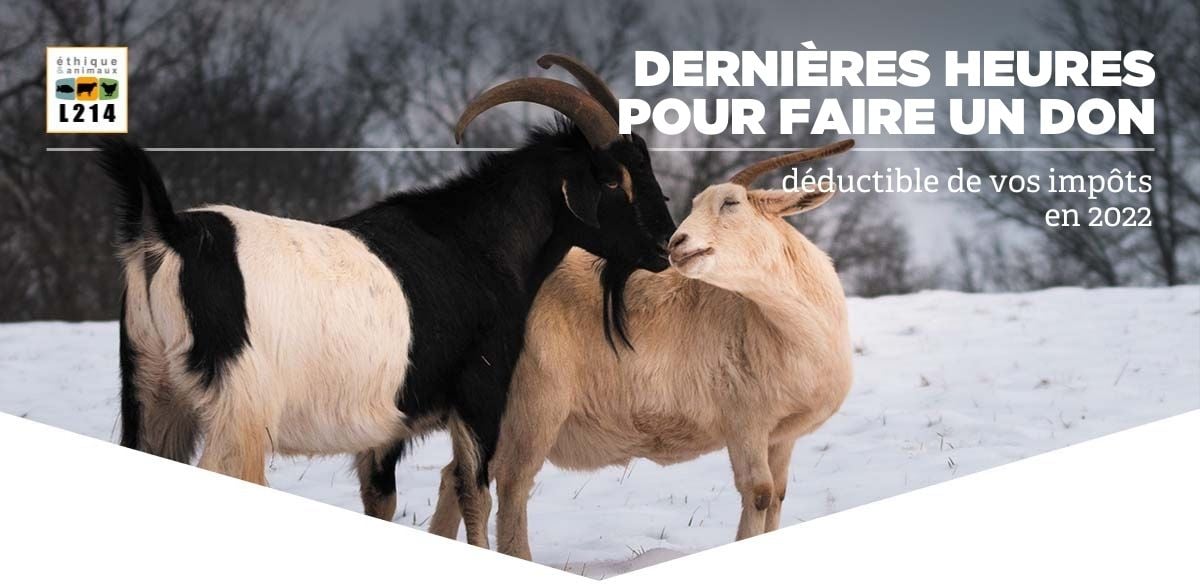 Dernières heures pour faire un don déductible de vos impôts