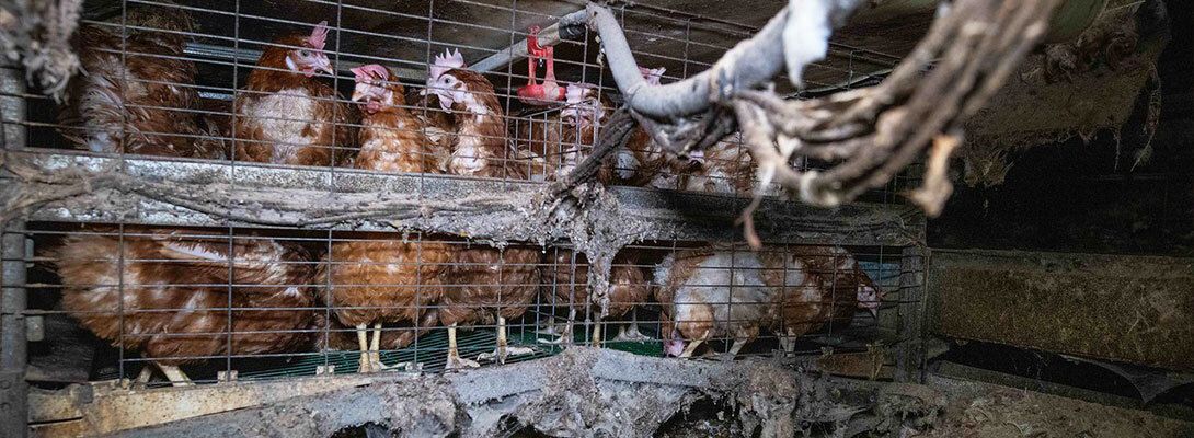 Poules en cages