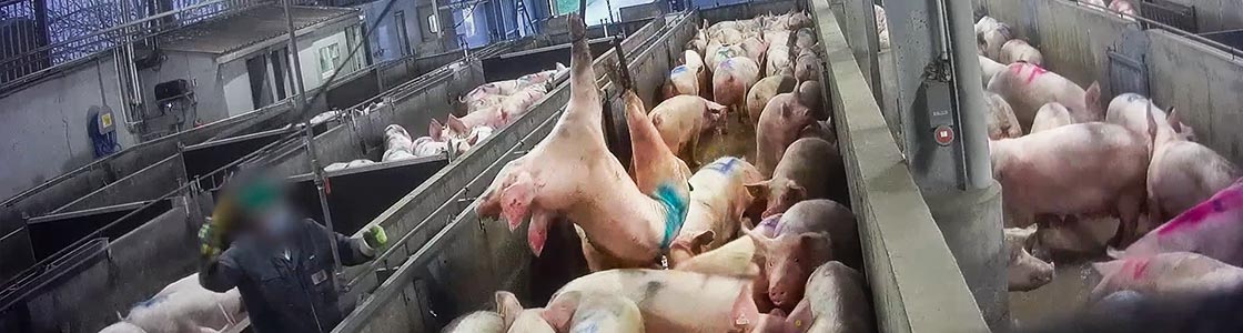 Abattoir de Briec