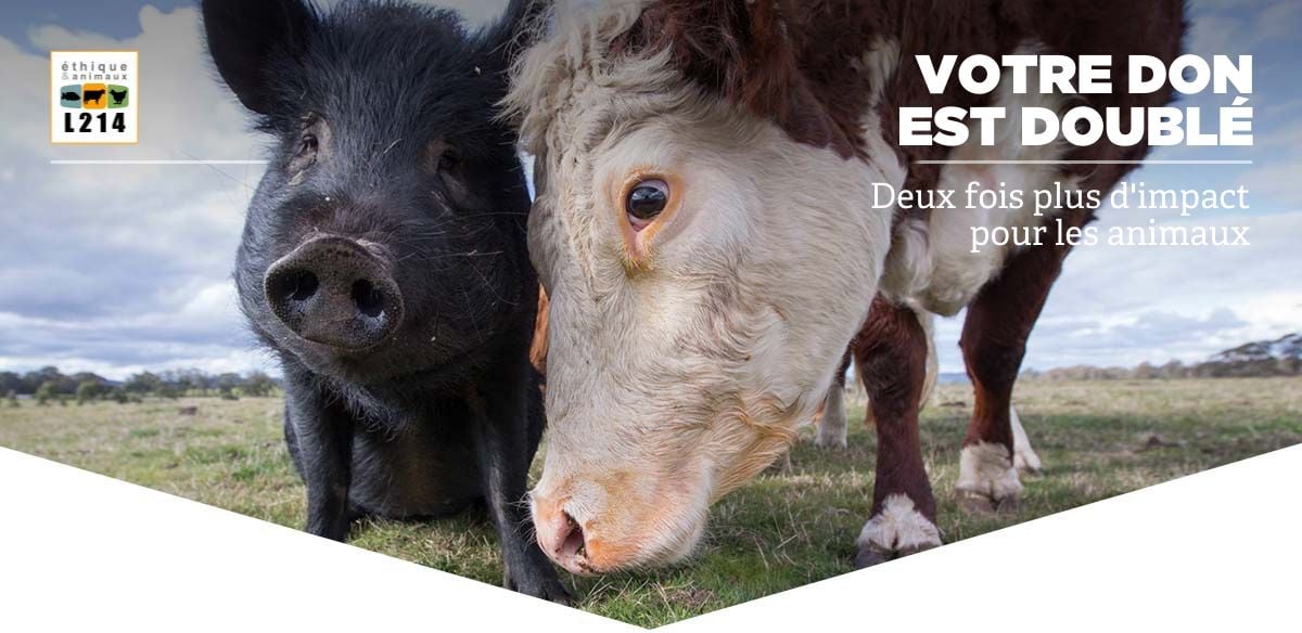 Votre don, 2 fois plus efficace pour les animaux