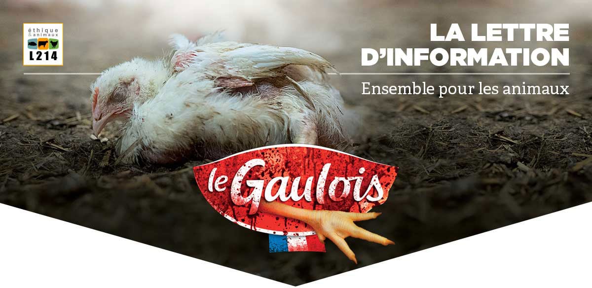 Lettre d'info L214
